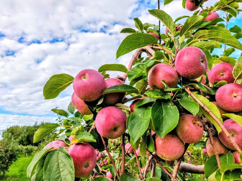 Cider That Earns Its Reputation