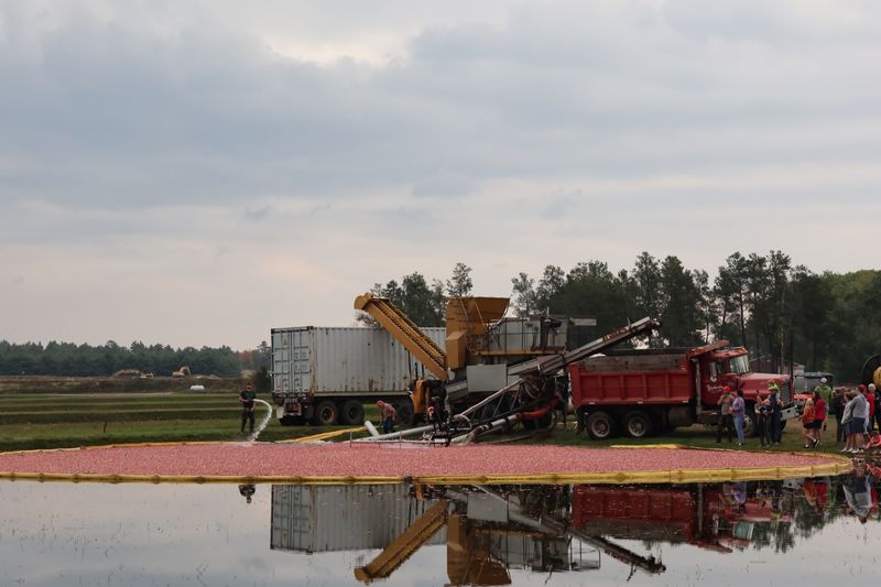 Climbing Aboard The Harvesting Truck