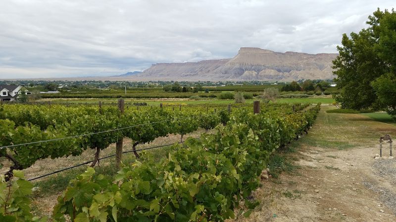 Colorado Cellars and Orchard Stands, Grand Valley