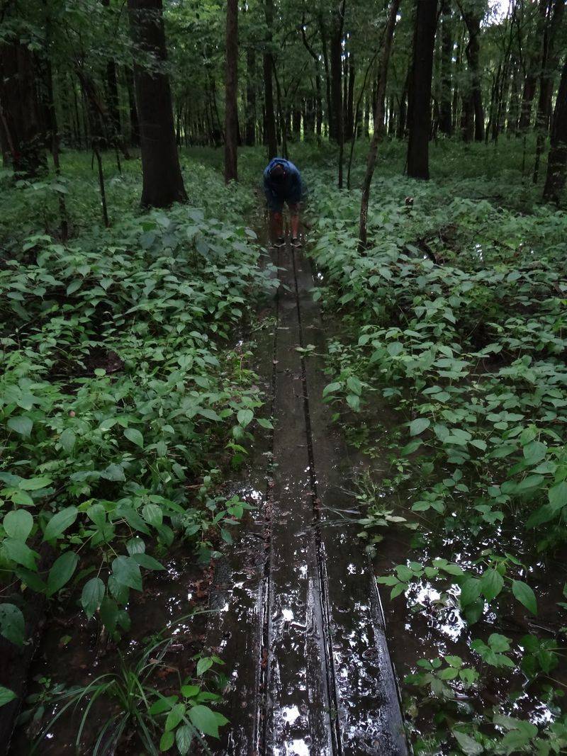 Come Prepared For A Real Swamp