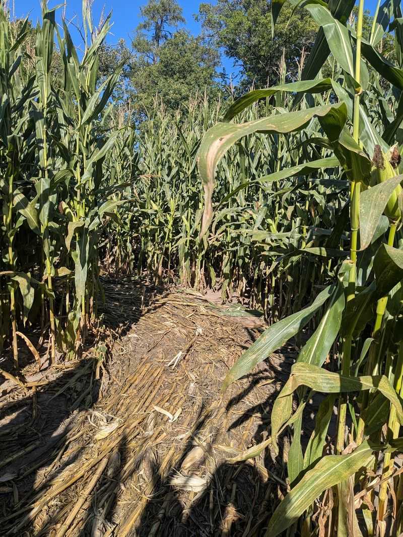 Corn Maze And Pumpkin Fields Corn Maze And Pumpkin Fields