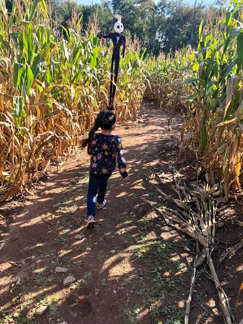 Corn Maze Turns and Pumpkin Patch Choices