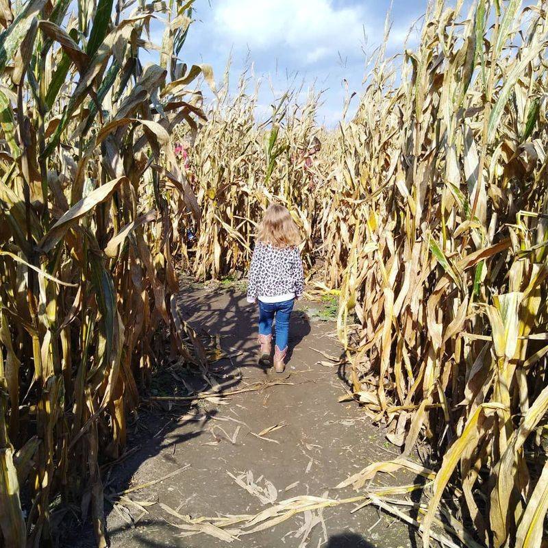 Corn Mazes and Themed Adventures Corn Mazes and Themed Adventures