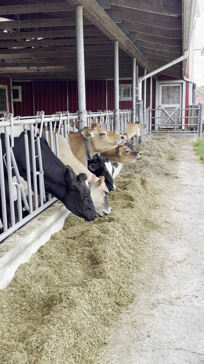 Cows Grazing Just Beyond the Door