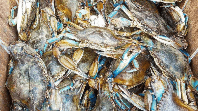 Crab Palace, Newark, NJ