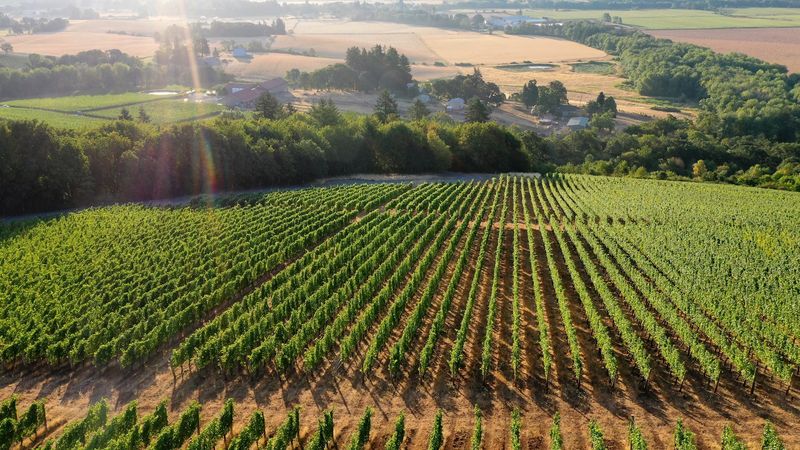 Cristom Vineyards, Salem, OR