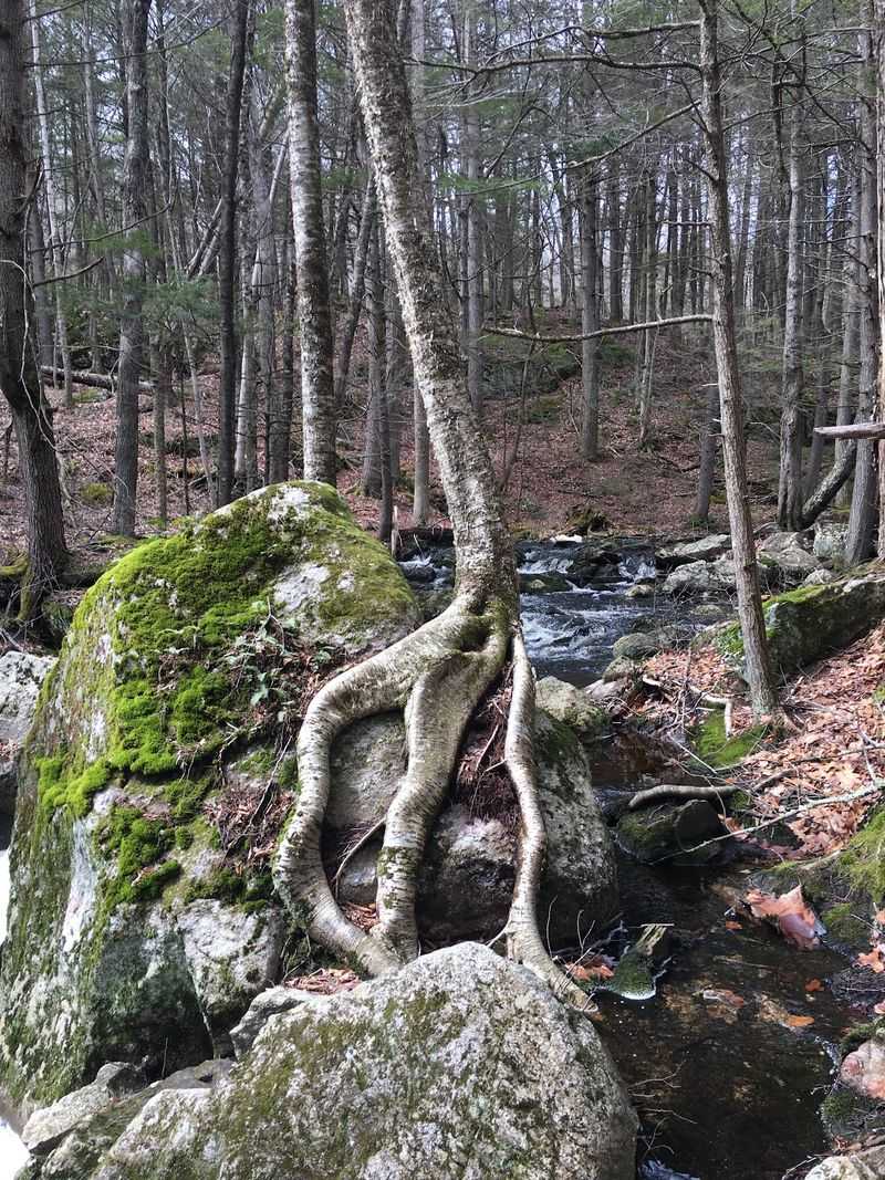 Curiosities Along the Path