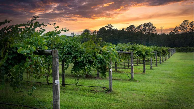 Cypress Bend Vineyards Inc, Wagram, NC
