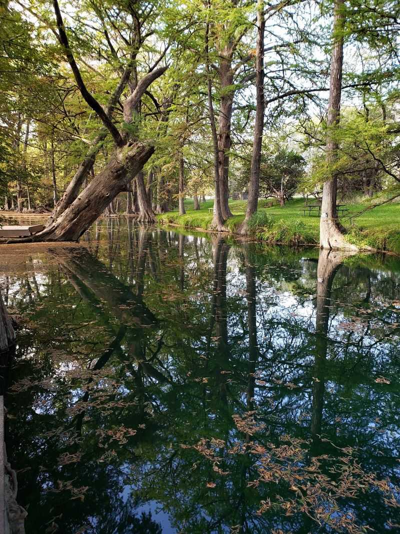 Cypress Trees That Form A Natural Canopy