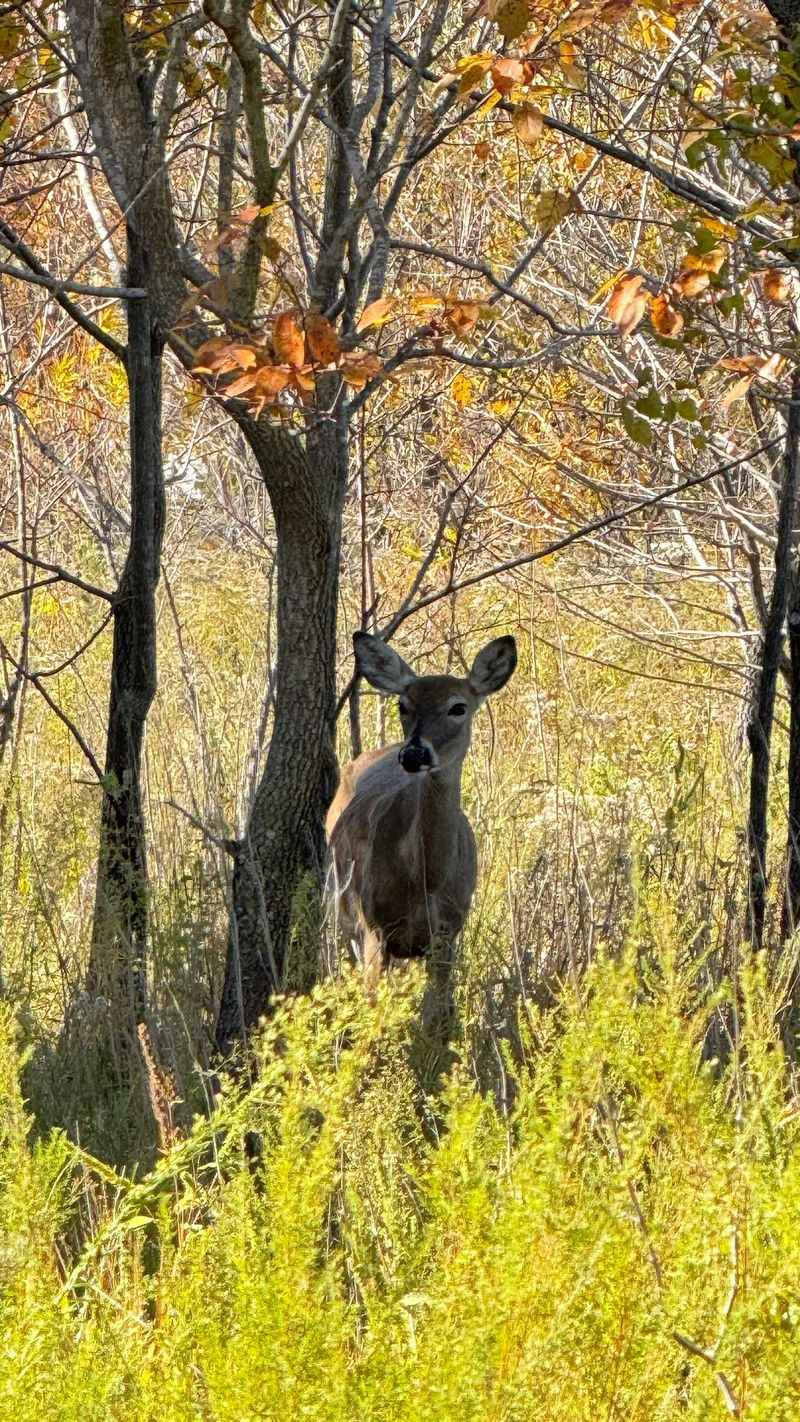 Deer, Armadillos, And A Birding Checklist