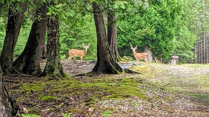Deer, Nature, and a Slower Pace Deer, Nature, and a Slower Pace