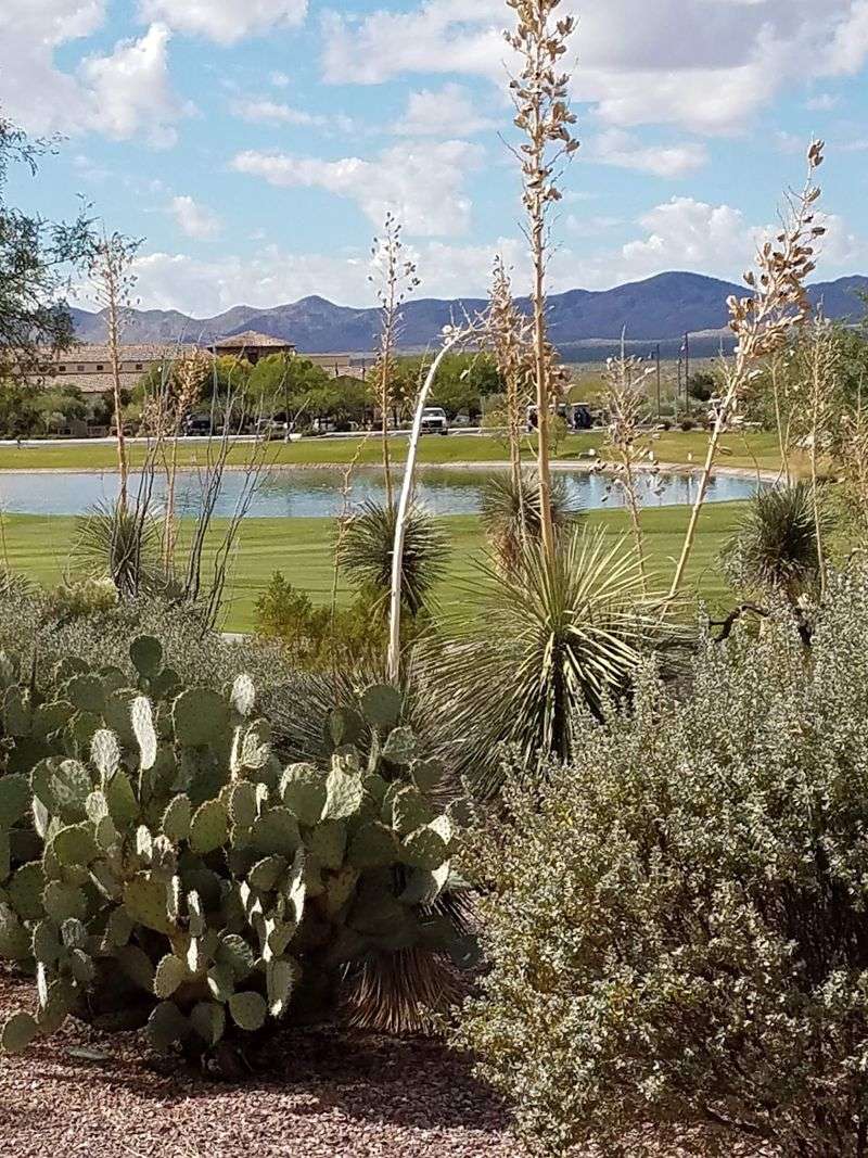 Desert Landscaping That Steals the Show Desert Landscaping That Steals the Show