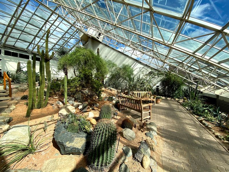 Desert Room Full Of Cacti And Curiosities Desert Room Full Of Cacti And Curiosities