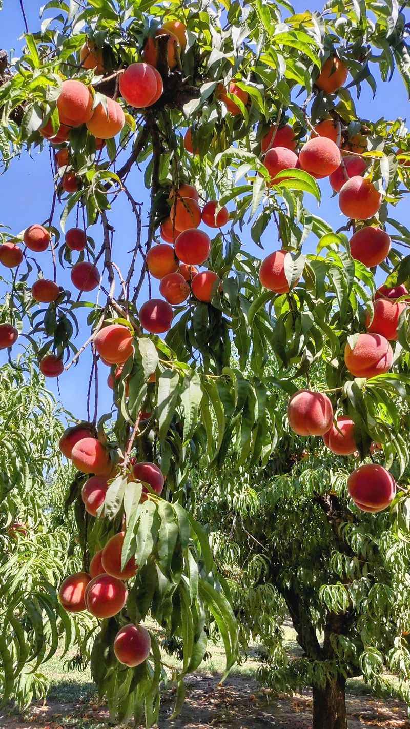 Detering Orchards, Harrisburg, Oregon Detering Orchards, Harrisburg, Oregon