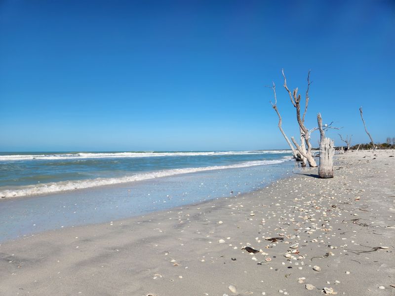 Dolphins, Manatees, And Wildlife Watching