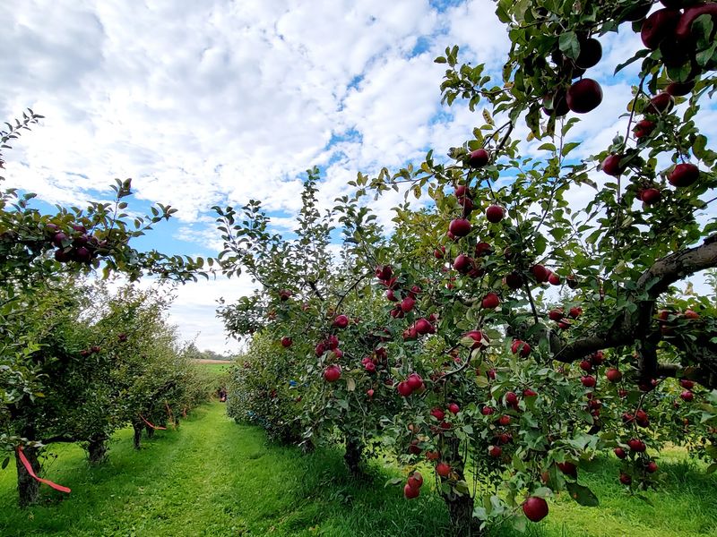 Door Creek Orchard, Cottage Grove, WI