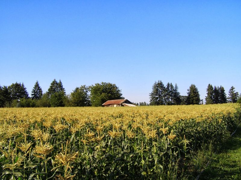 Douglas Farm on Sauvie Island, OR, Portland, OR