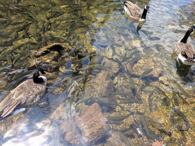 Ducks, Geese, and Trout at the Pond Ducks, Geese, and Trout at the Pond