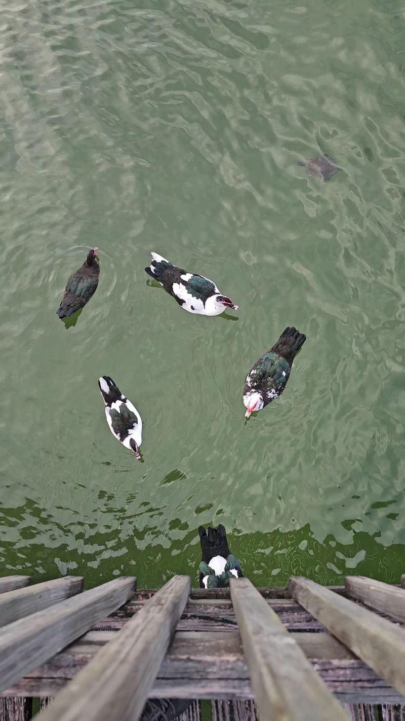 Ducks, Turtles, And A Whole Lot Of Feeding