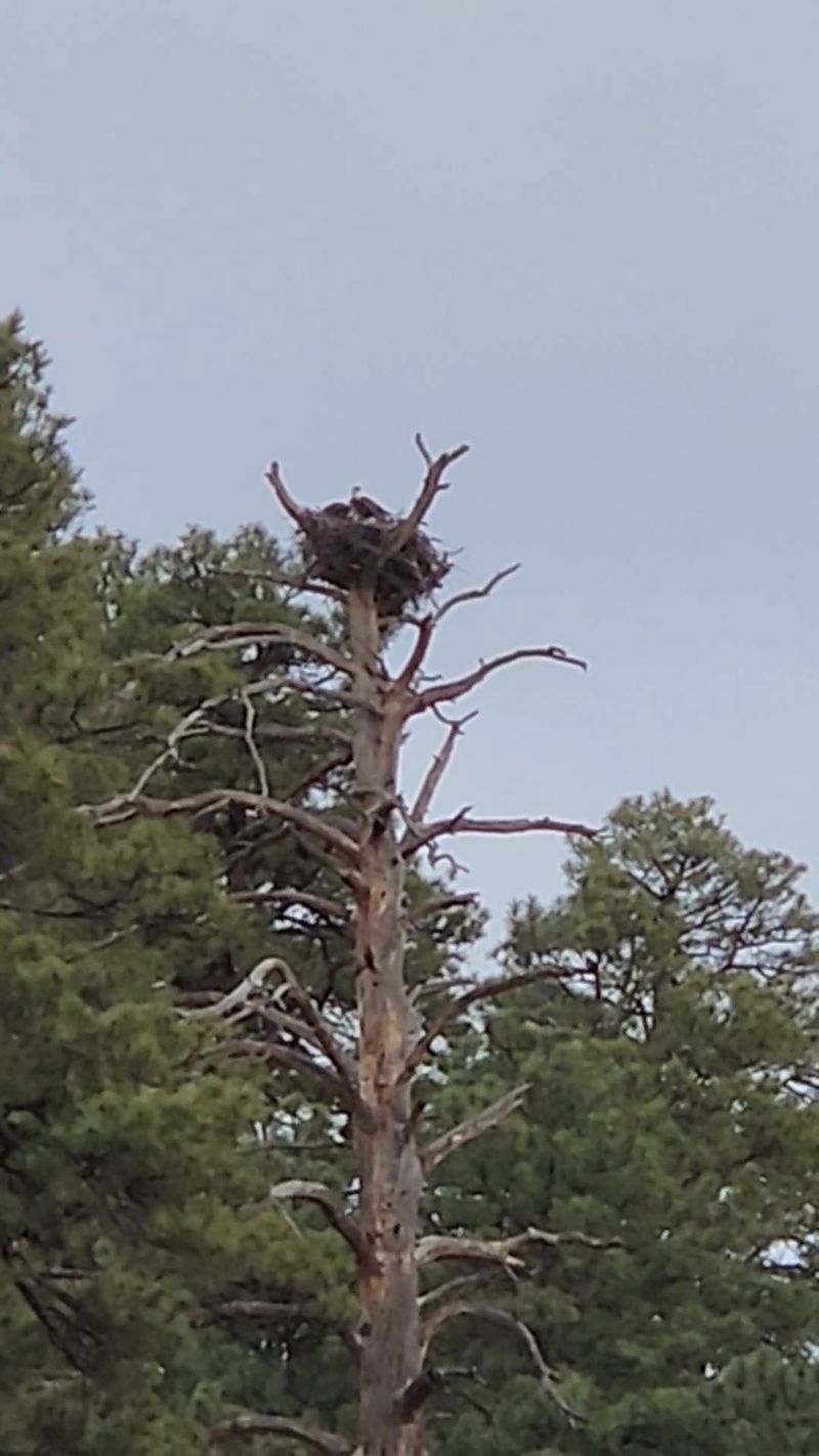 Eagles Overhead And Wildlife All Around Eagles Overhead And Wildlife All Around