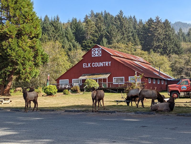 Elk Country RV Resort & Campground, Trinidad, CA Elk Country RV Resort & Campground, Trinidad, CA