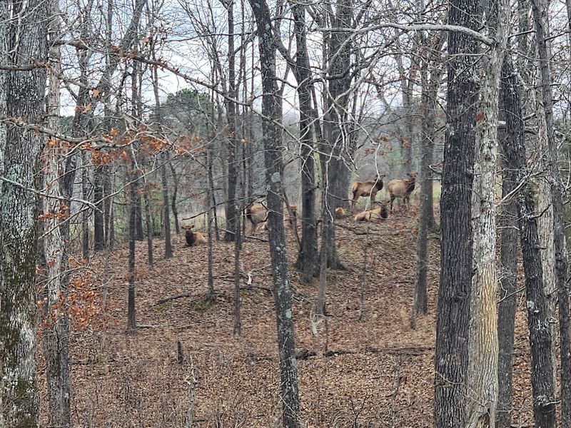 Elk On The Ridges Elk On The Ridges
