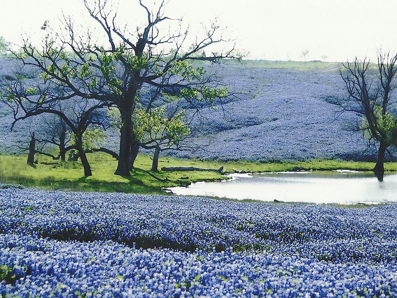 Ennis Bluebonnet Trails (an April driving route), Ennis, TX Ennis Bluebonnet Trails (an April driving route), Ennis, TX
