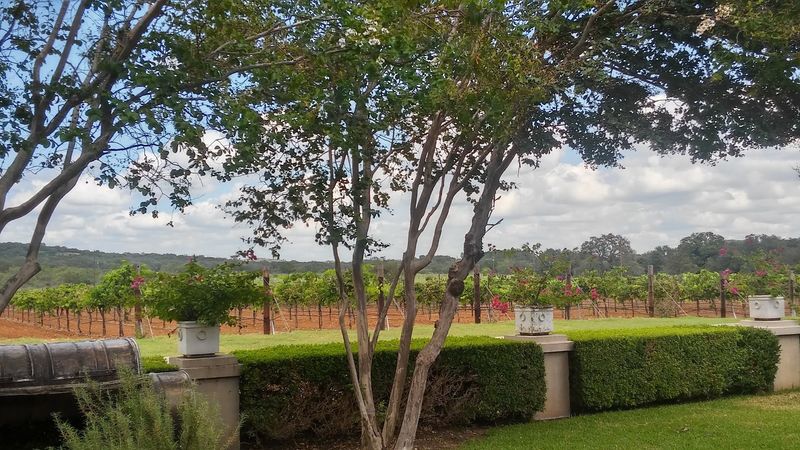Fall Creek Vineyards, Tow, Texas