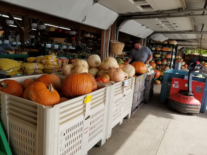Fall Pumpkins at Friendly Prices