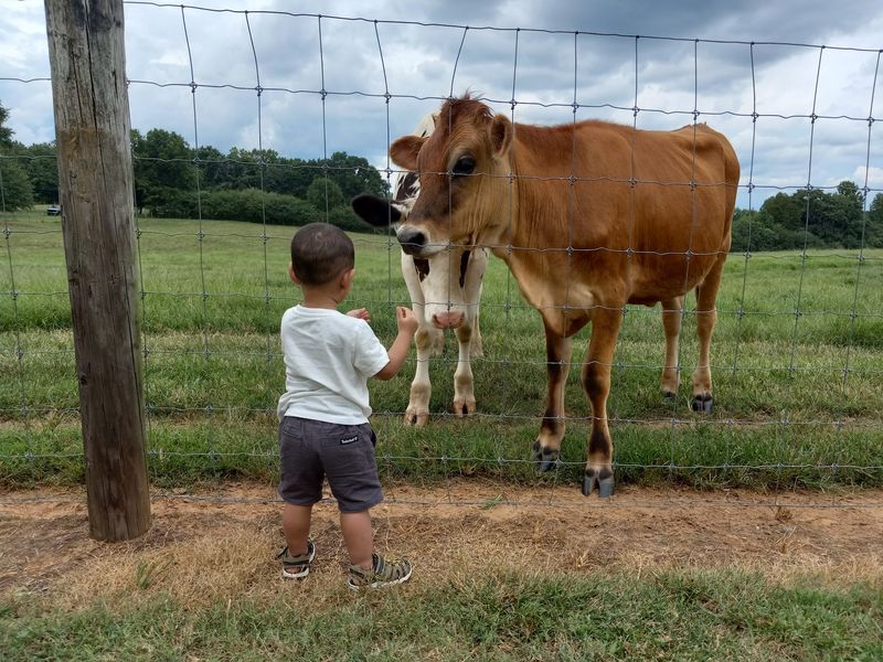 Farm Tours and Field Trips for Curious Kids