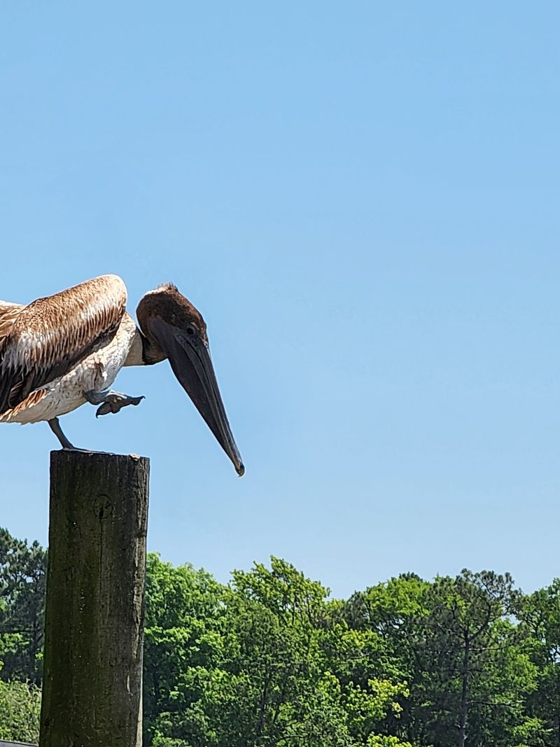 Feathered Neighbors and Four-Legged Guests