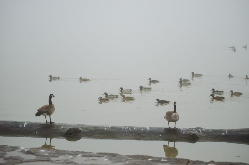 Feeding The Ducks And Watching The Birds
