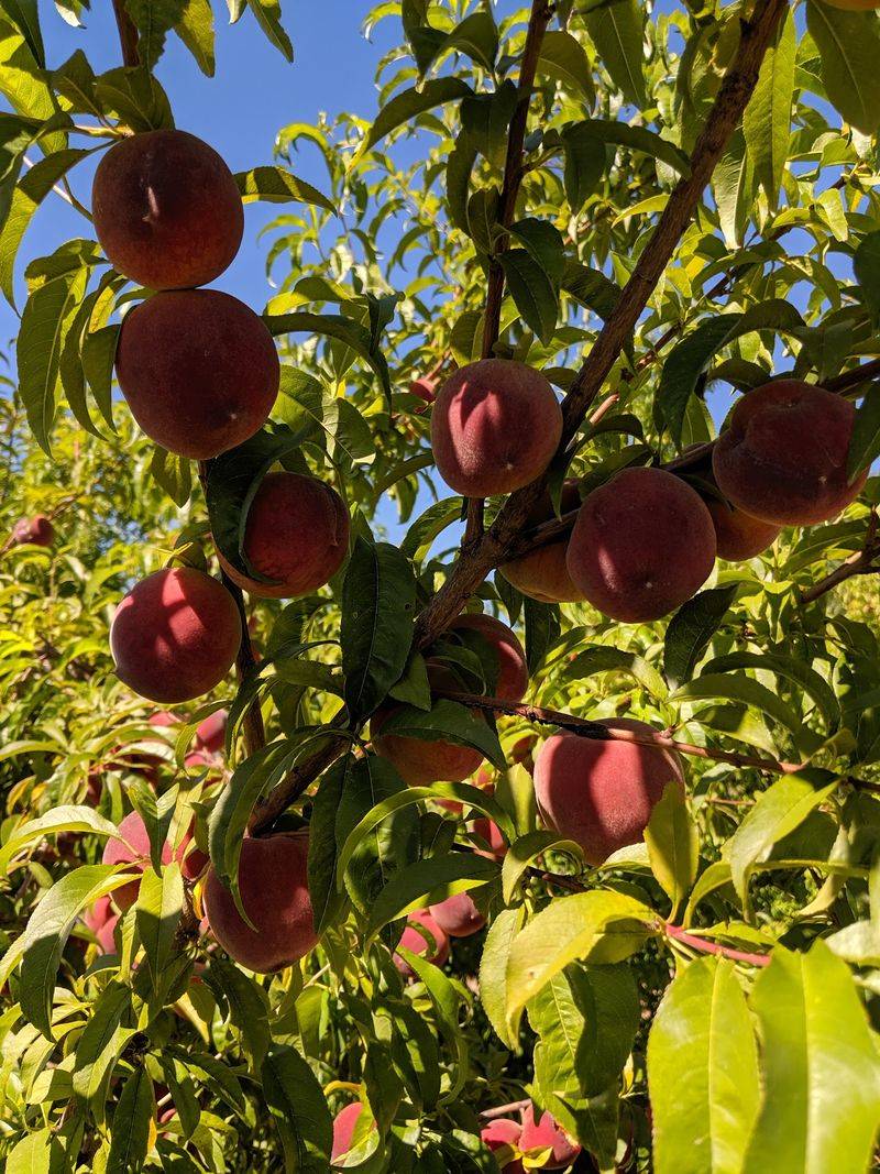 Fenway Park Orchards, Morristown, AZ
