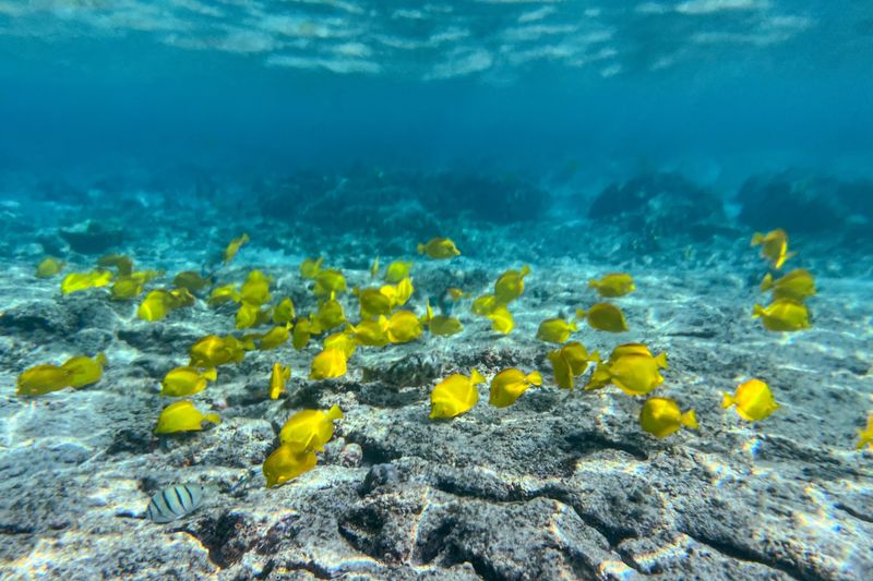 Fish, Turtles, And The Occasional Surprise Fish, Turtles, And The Occasional Surprise