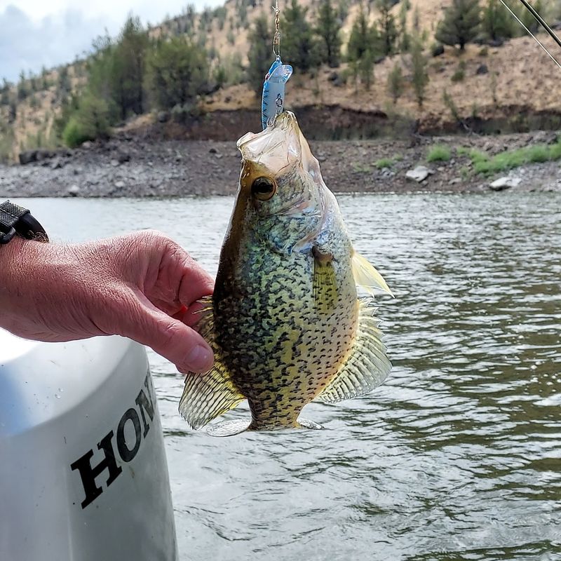 Fishing With A View Attached