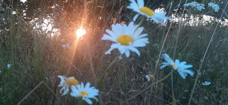 Flat Meadows Meet Wooded Hills