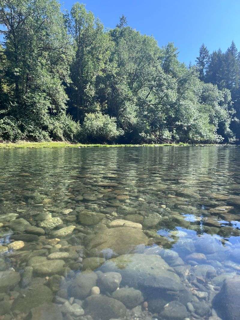 Forest Scenery That Steals the Spotlight