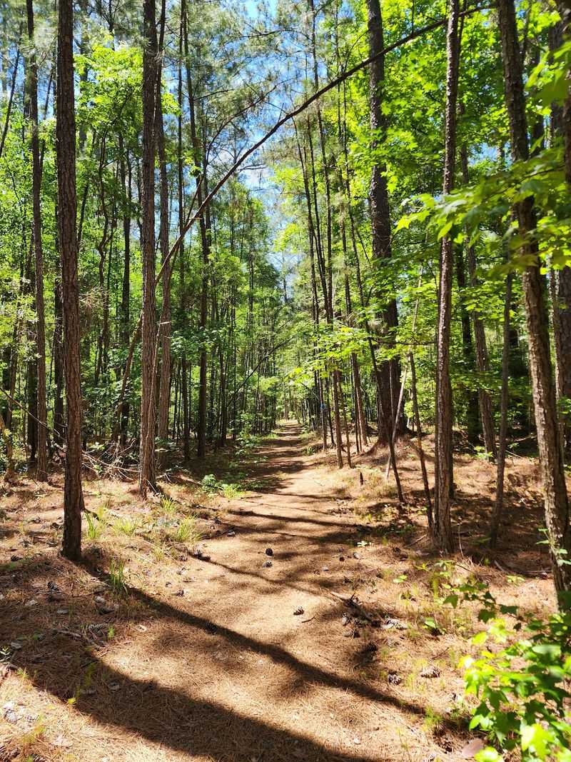 Forest Trails That Wind and Surprise