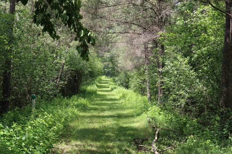 Forested Trails and Scenic Overlooks