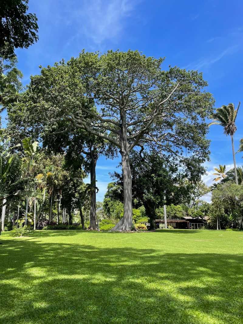 Foster Botanical Garden, Honolulu, Oahu