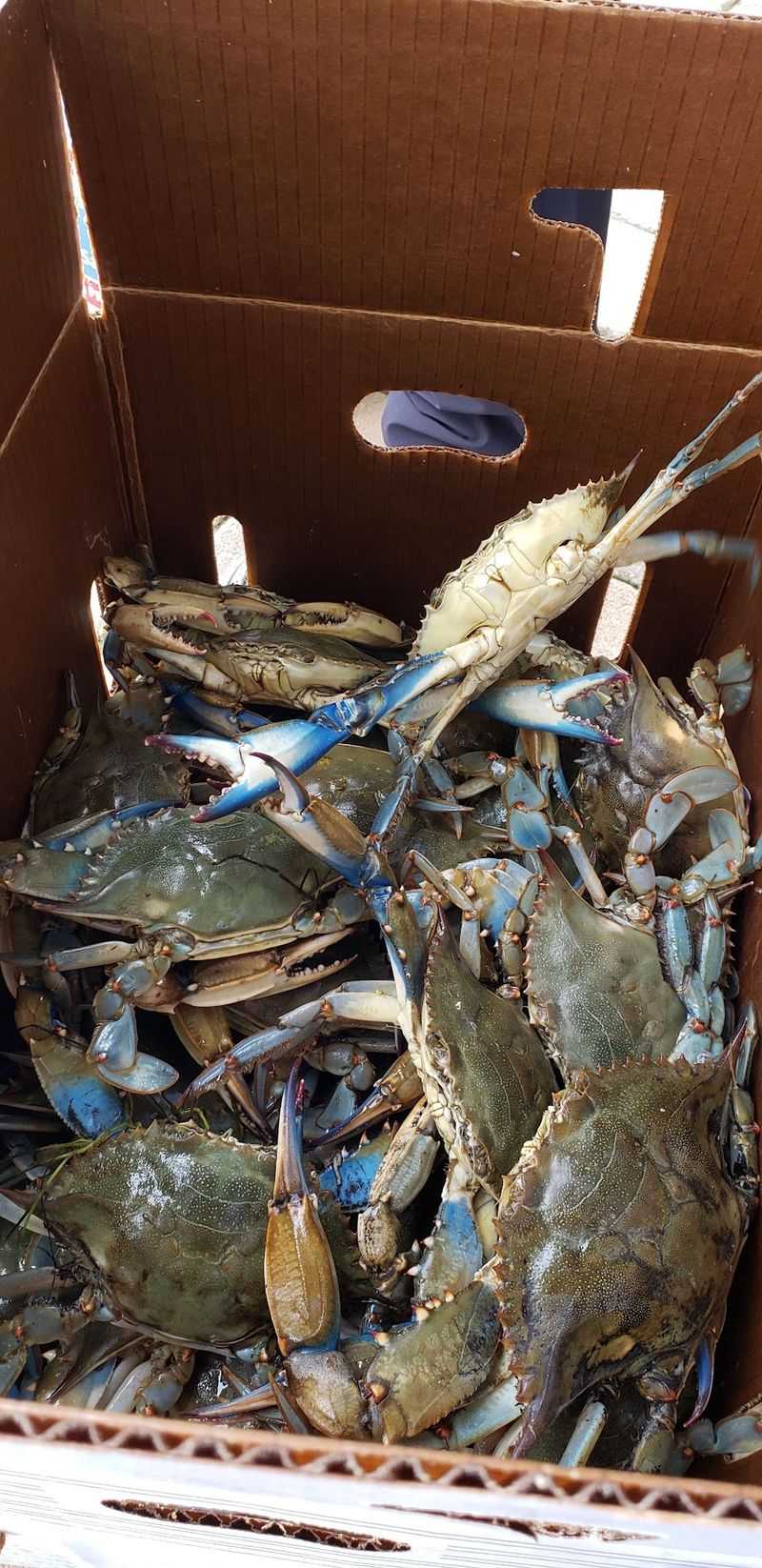Fresh Blue Crabs Straight From The Chesapeake