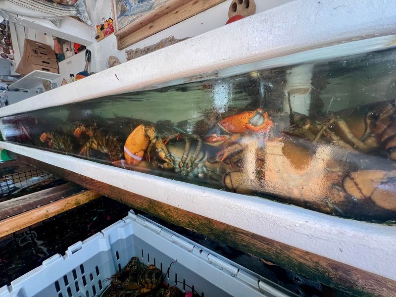 Fresh From the Tank to Your Table Fresh From the Tank to Your Table