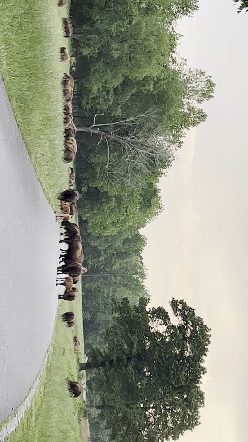 From Coalfield To Grassland From Coalfield To Grassland