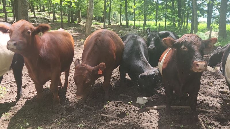From Dairy Field To Cone