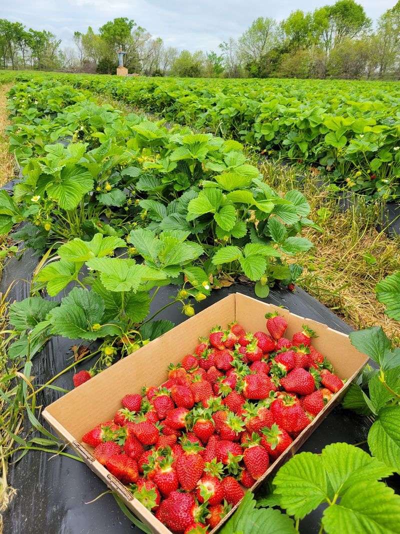 Gardener's Orchard LLC, Brighton, MO Gardener's Orchard LLC, Brighton, MO