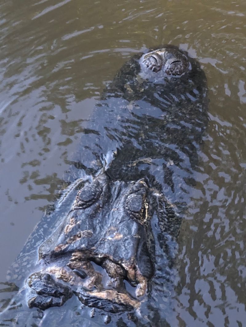 Gators With Zero Stage Fright