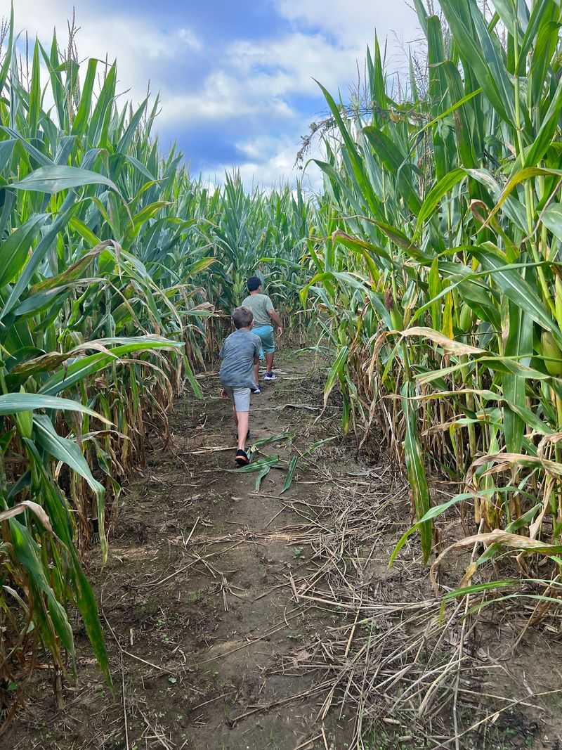 Getting Lost in the Corn Maze Getting Lost in the Corn Maze