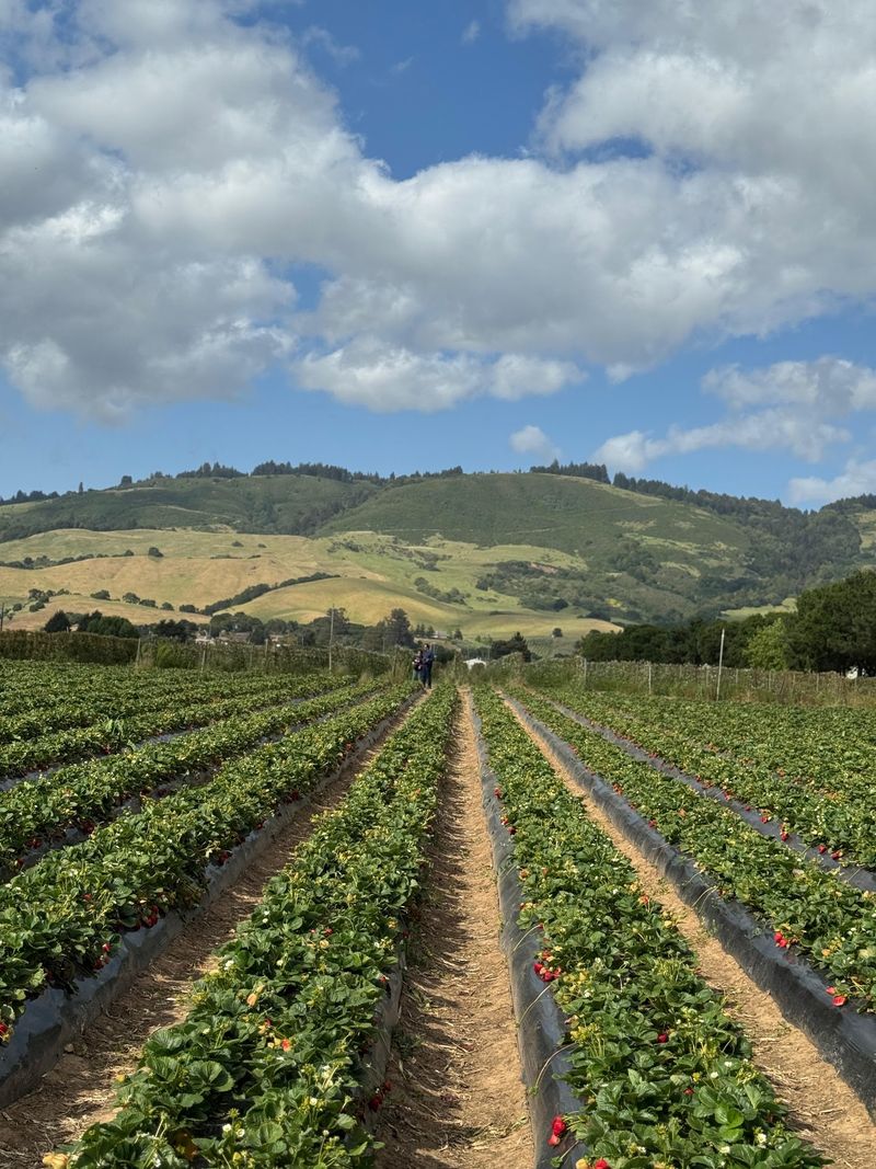 Gizdich Ranch, Watsonville