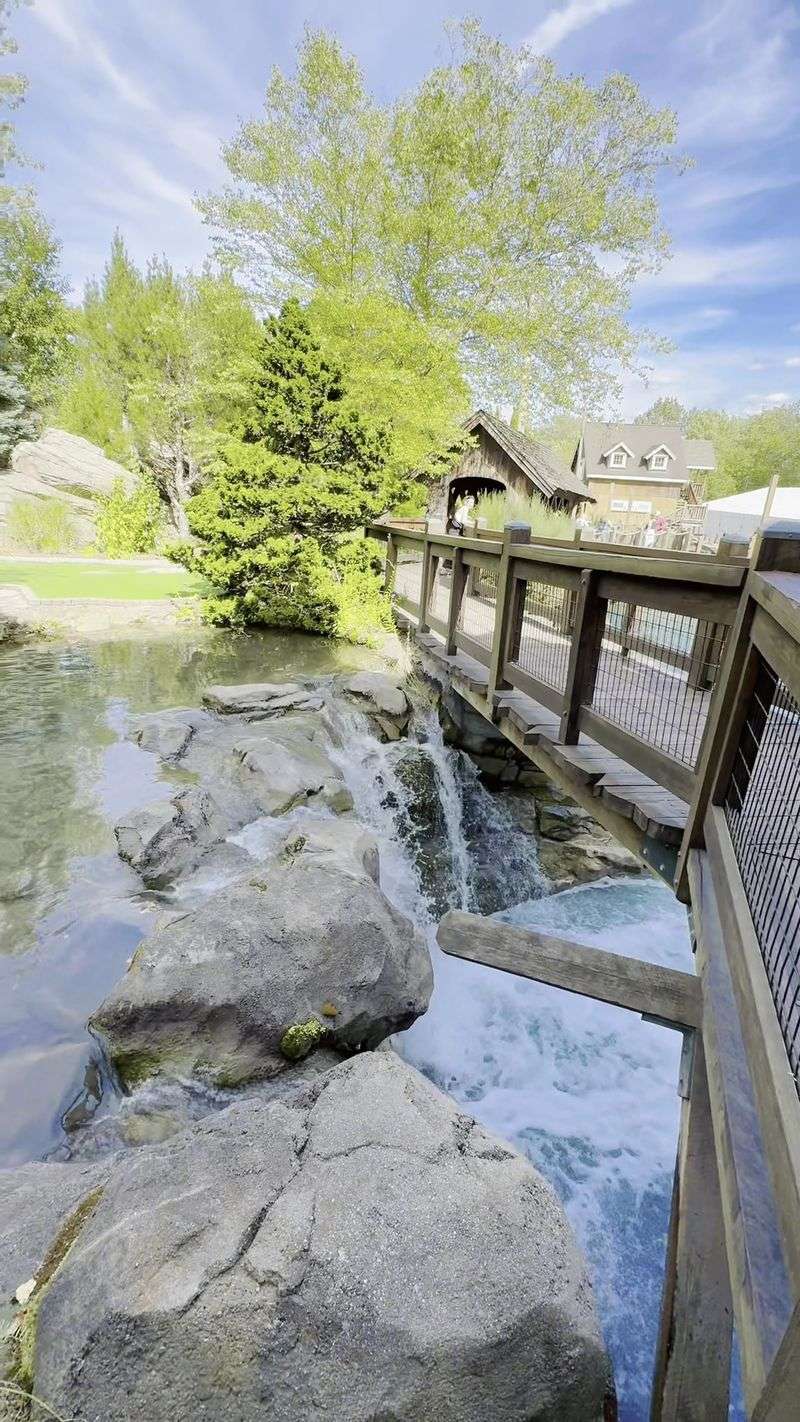 Goats, Birds, and the Wildlife Corner