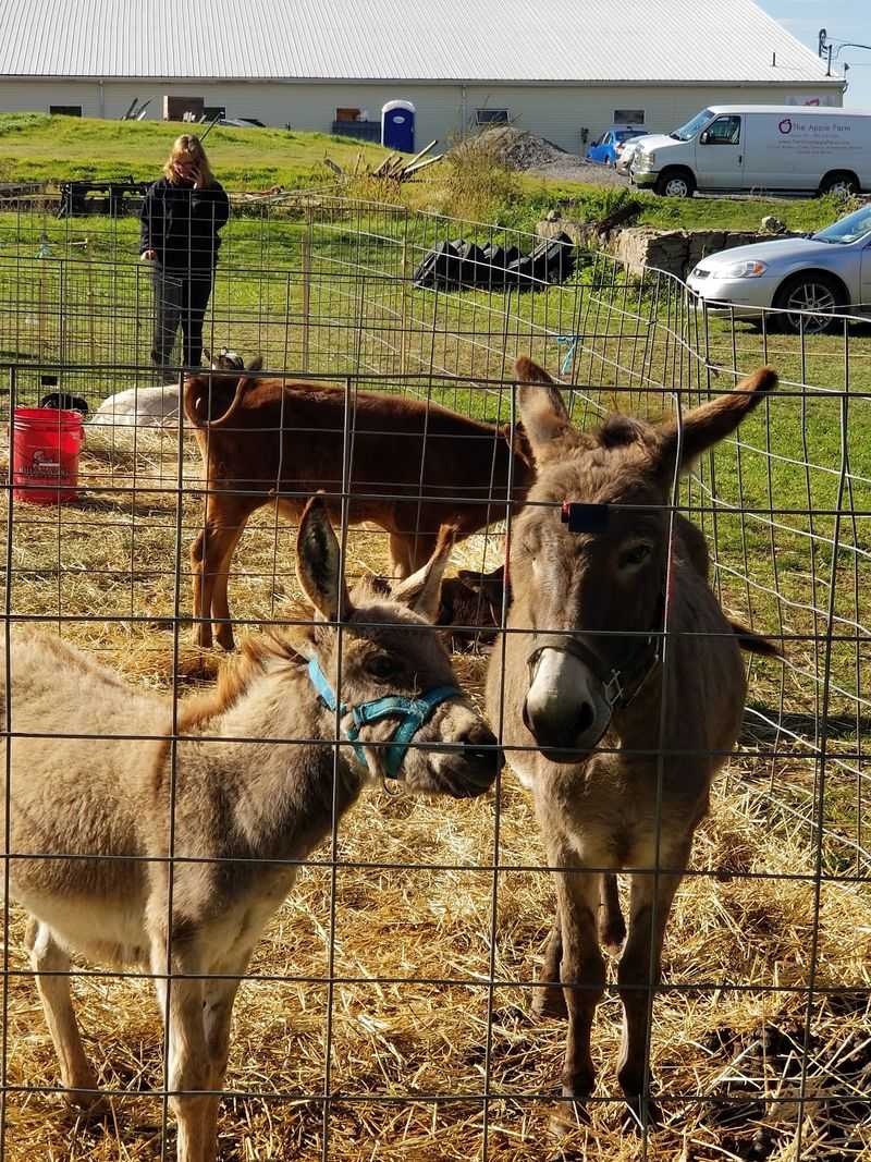 Goats, Donkeys, And Friendly Cats